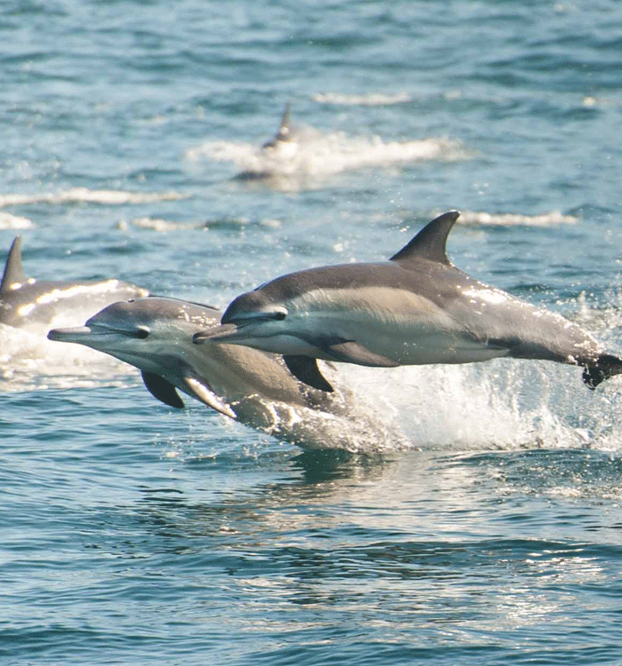 Sea mammals & birds gallery