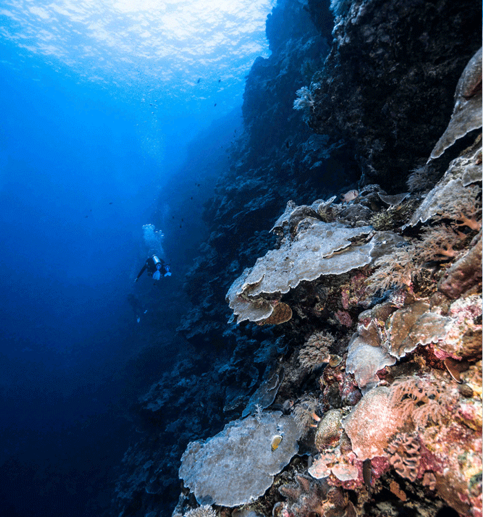 Sea scapes below surface gallery